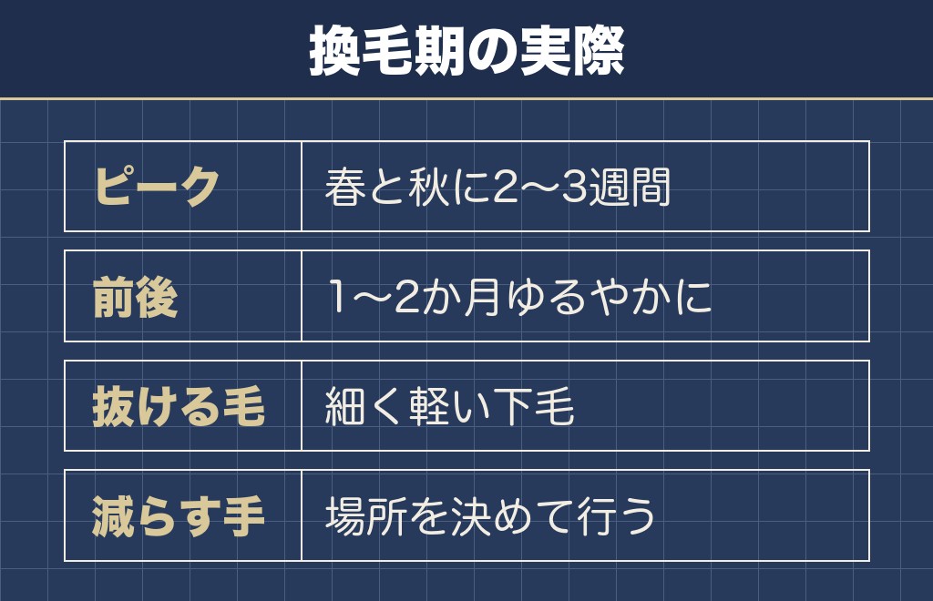 柴犬の抜け毛は年2回の換毛期に集中する