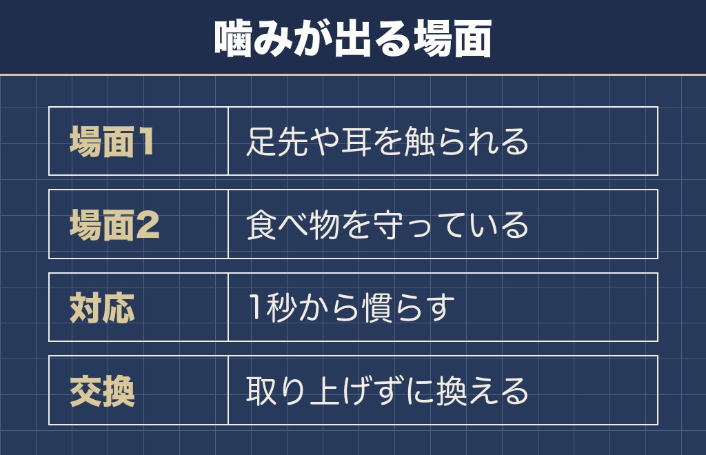 柴犬が噛むのは警戒と所有欲の場面に集まる
