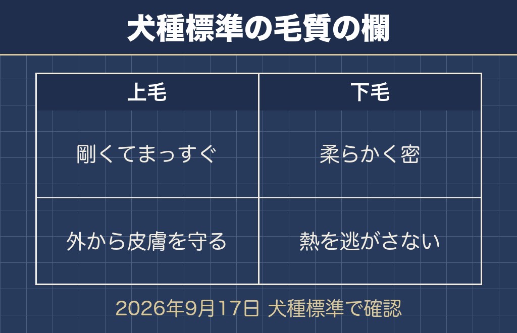 柴犬はシングルコートではなくダブルコート