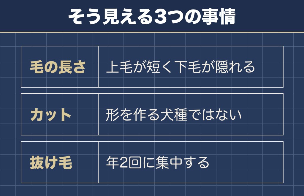 柴犬がシングルコートだと思われる理由