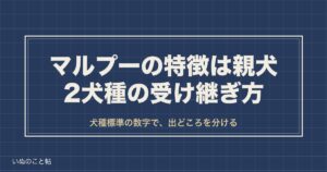 マルプーの特徴は親犬2犬種の受け継ぎ方｜大きさ・毛色・寿命も