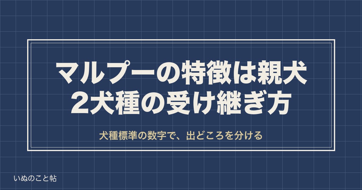 マルプーの特徴は親犬2犬種の受け継ぎ方｜大きさ・毛色・寿命も