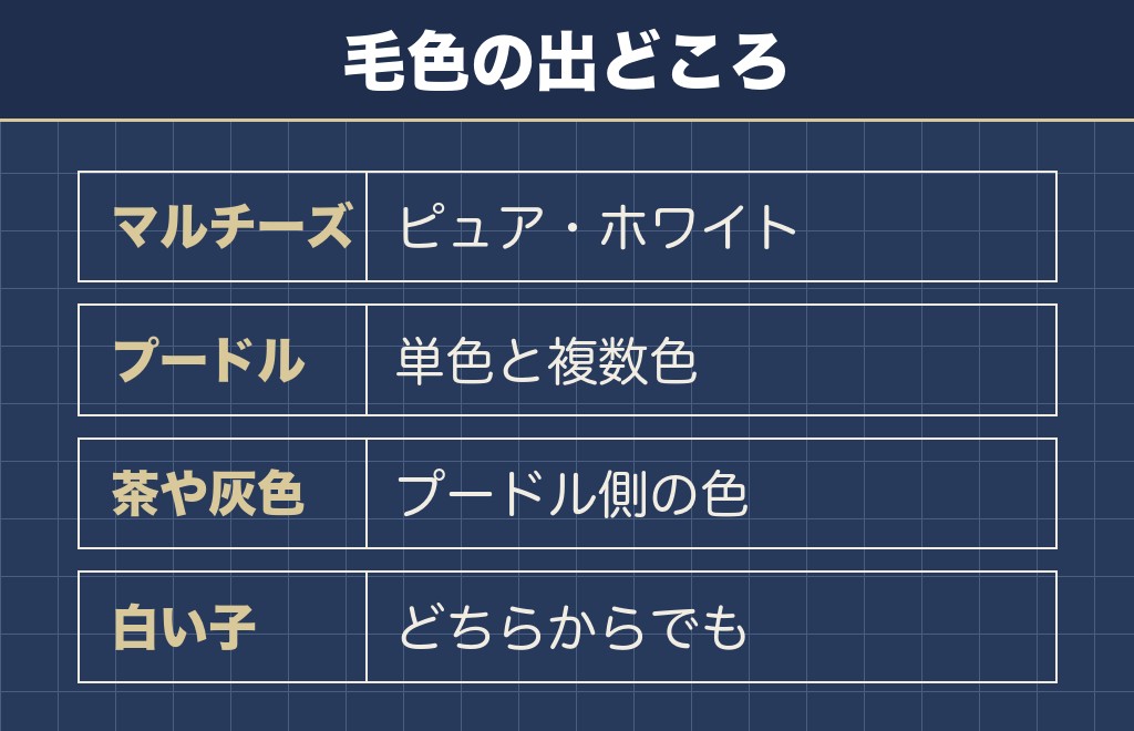 マルプーの毛色の広さはプードル側から来ている