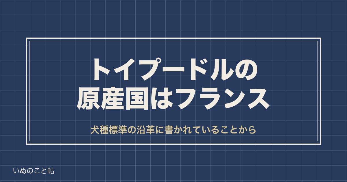 トイプードルの原産国はフランス｜名前の由来と祖先のバルベも