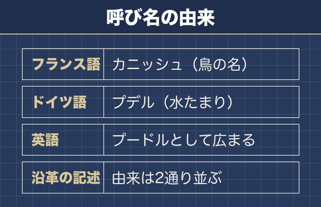 プードルの名前の由来は国ごとに違う