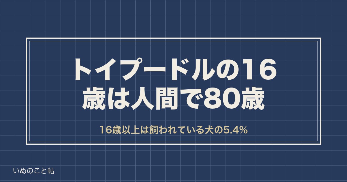 トイプードルの16歳は人間で80歳｜長生きかどうかと平均寿命も
