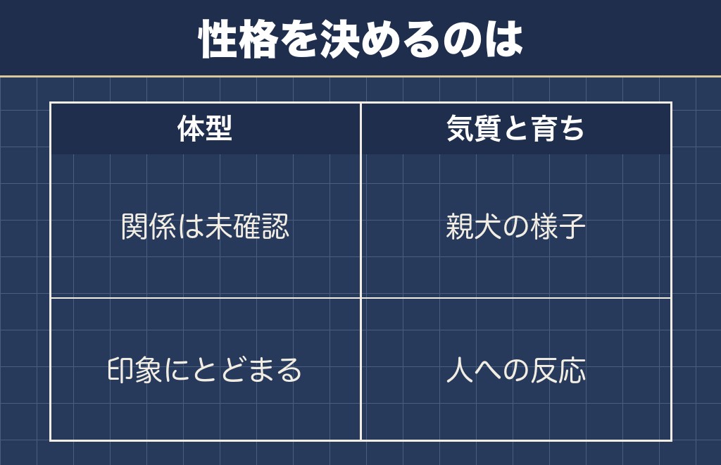 トイプードルのドワーフの性格は体型では決まらない