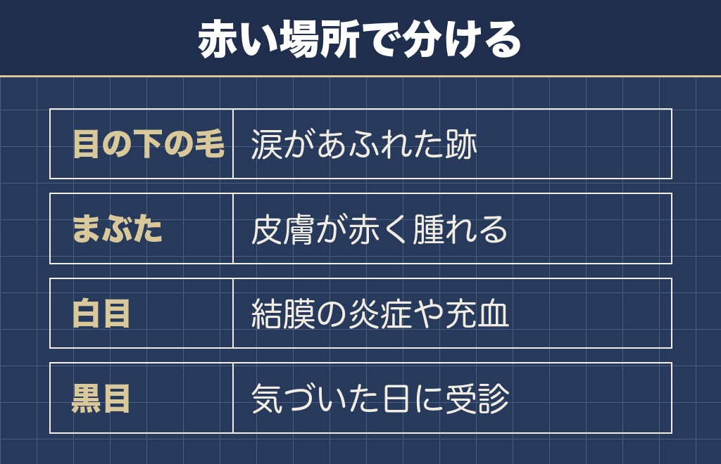 トイプードルの目の周りが赤い原因は場所で4つに分かれる