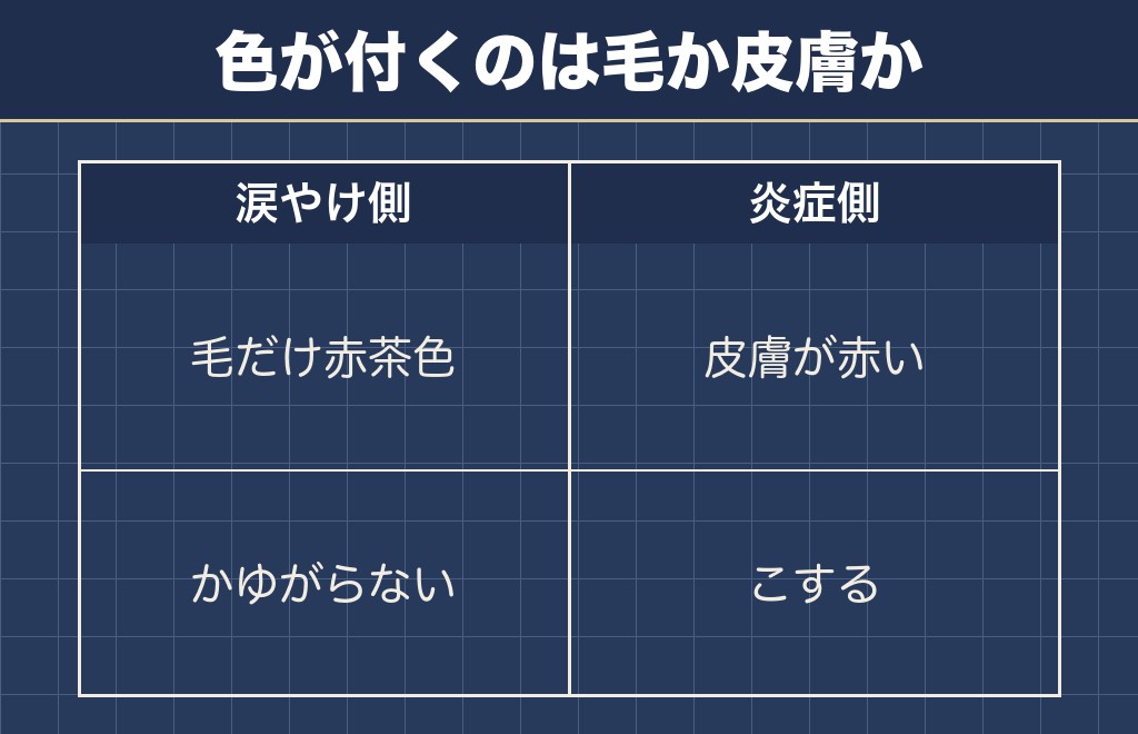 トイプードルの目の周りが赤いのと涙やけの見分け方
