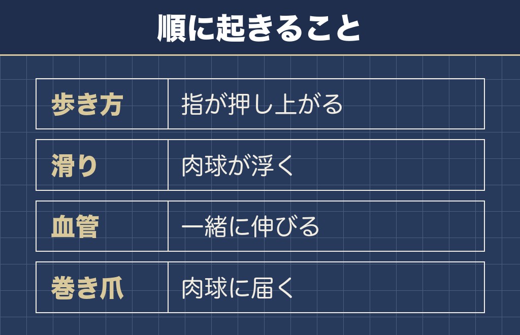 トイプードルの爪の長さを放っておくと起きること
