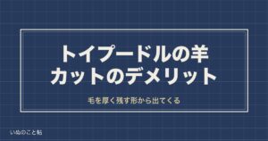 トイプードルの羊カットのデメリットは？失敗しやすい毛質や短めも