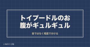 トイプードルのお腹がギュルギュル鳴る原因は？食欲や下痢との関係も