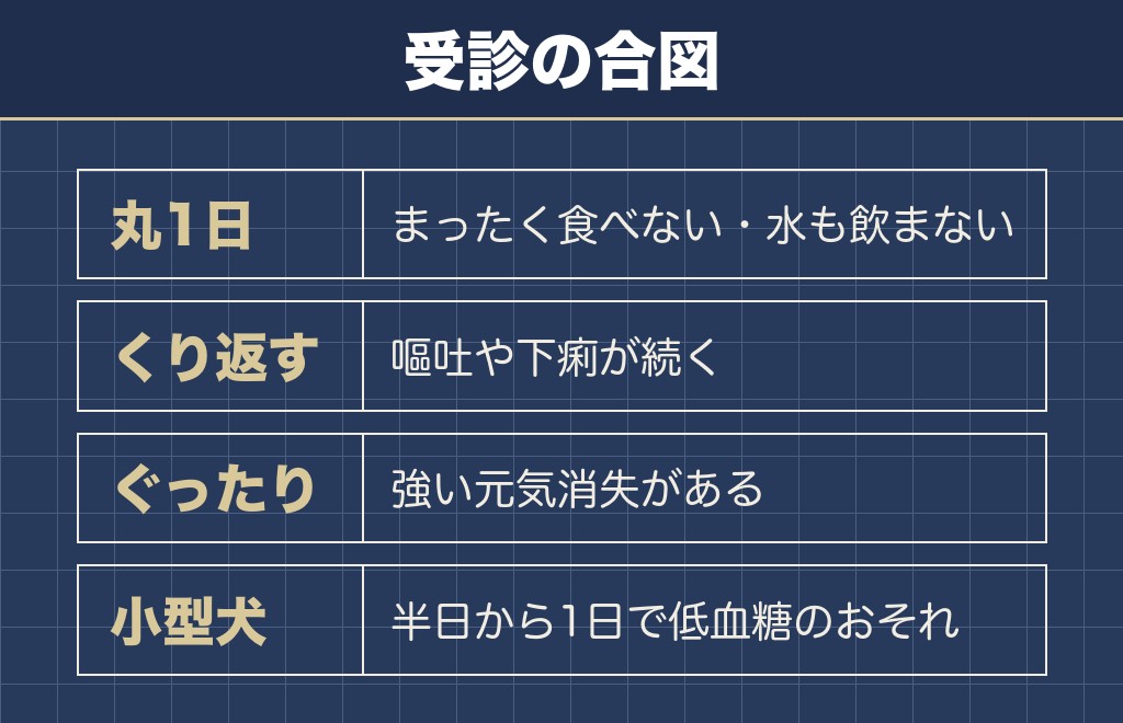 チワワがご飯食べないとき何日で病院かの目安は丸1日