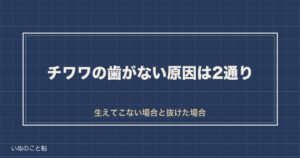 チワワの歯がない原因は2通り？歯の本数と抜けた後のご飯も