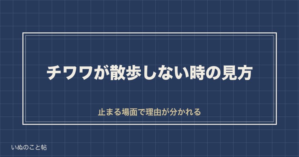 チワワが散歩しないとどうなる？頻度や時間の目安と冬の歩き方