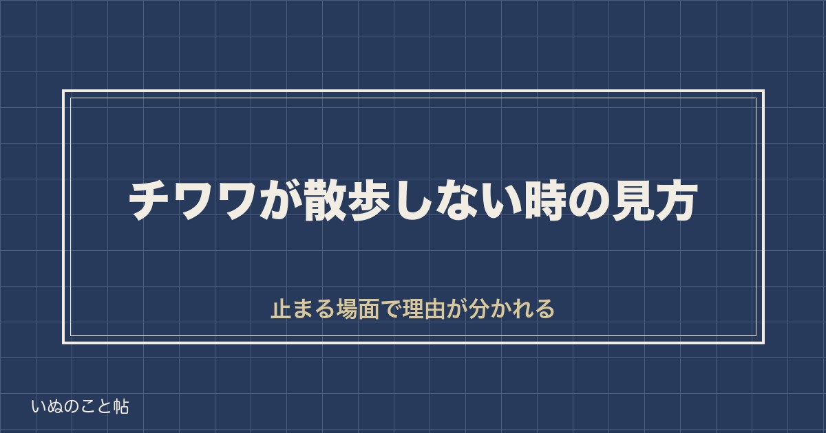 チワワが散歩しないとどうなる？頻度や時間の目安と冬の歩き方