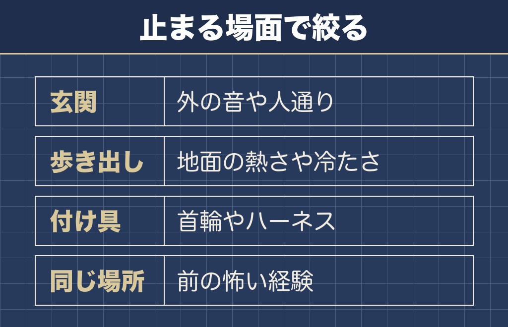 チワワが散歩を嫌がって歩かない理由は場面で分かれる