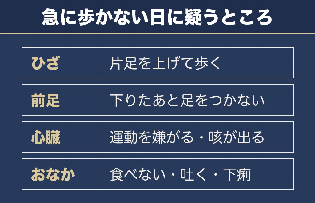 チワワが急に散歩しなくなったときは体の痛みも疑う