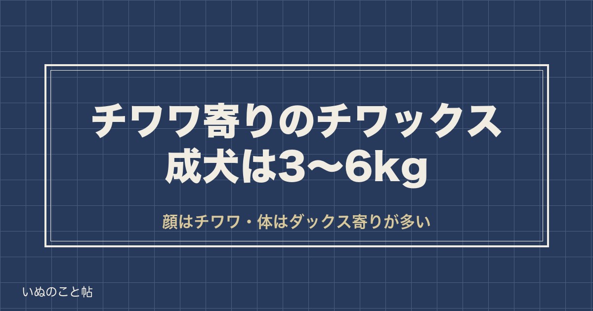 チワワ寄りのチワックス成犬は3〜6kg？性格や寿命も