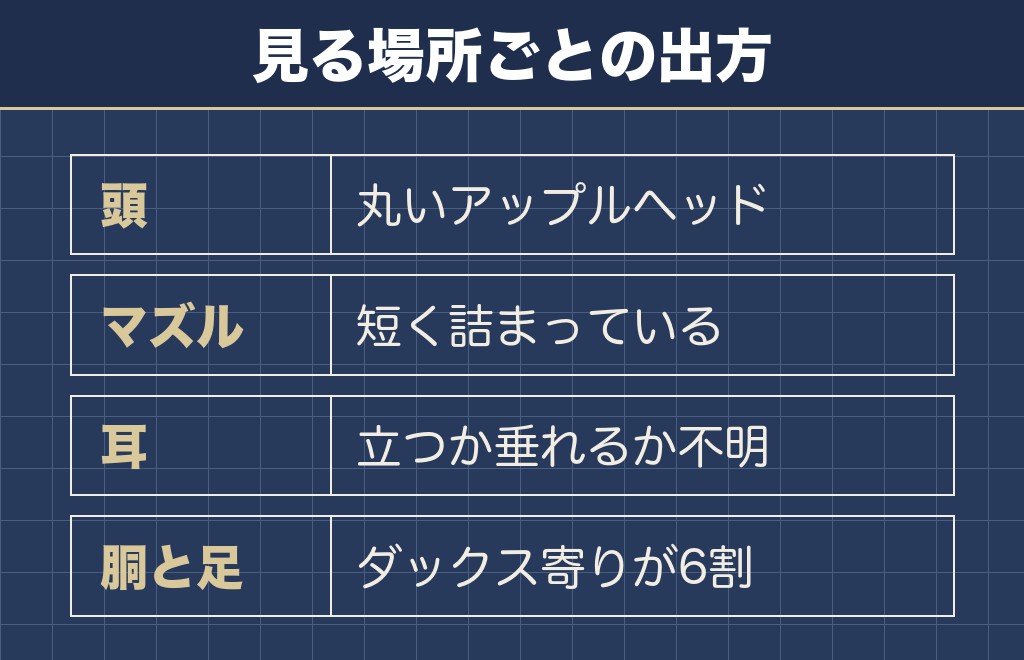 チワワ寄りのチワックス成犬に出やすい見た目