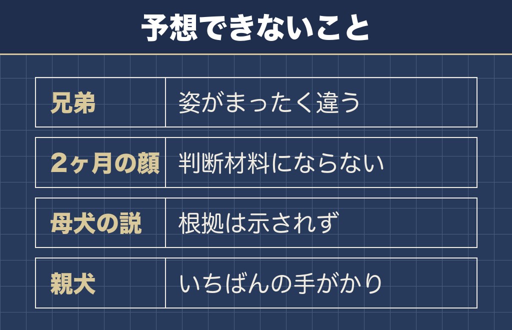 チワックスがどちらに似るかは成犬になるまで決まりません
