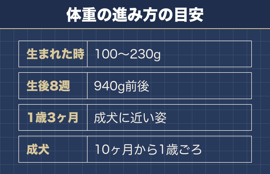 チワックスが成犬になるのは生後10ヶ月から1歳ごろ