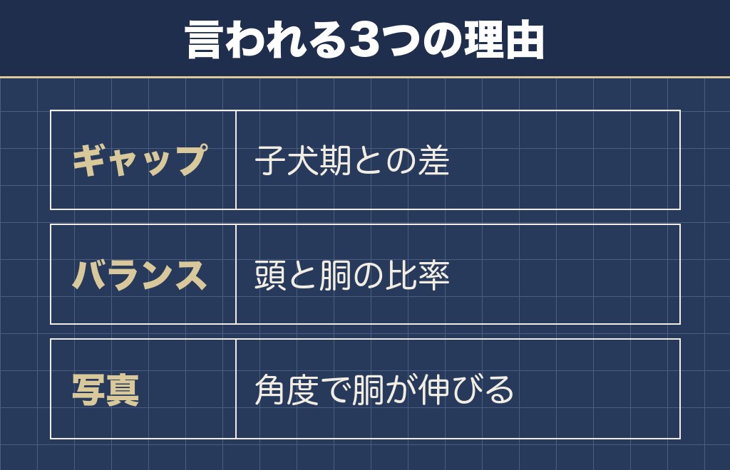 チワワ寄りのチワックス成犬が可愛くないと言われる理由