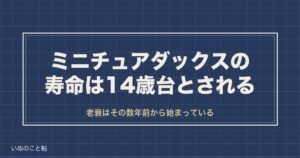 ミニチュアダックスフンドの寿命と老衰のサイン｜最期の兆候も