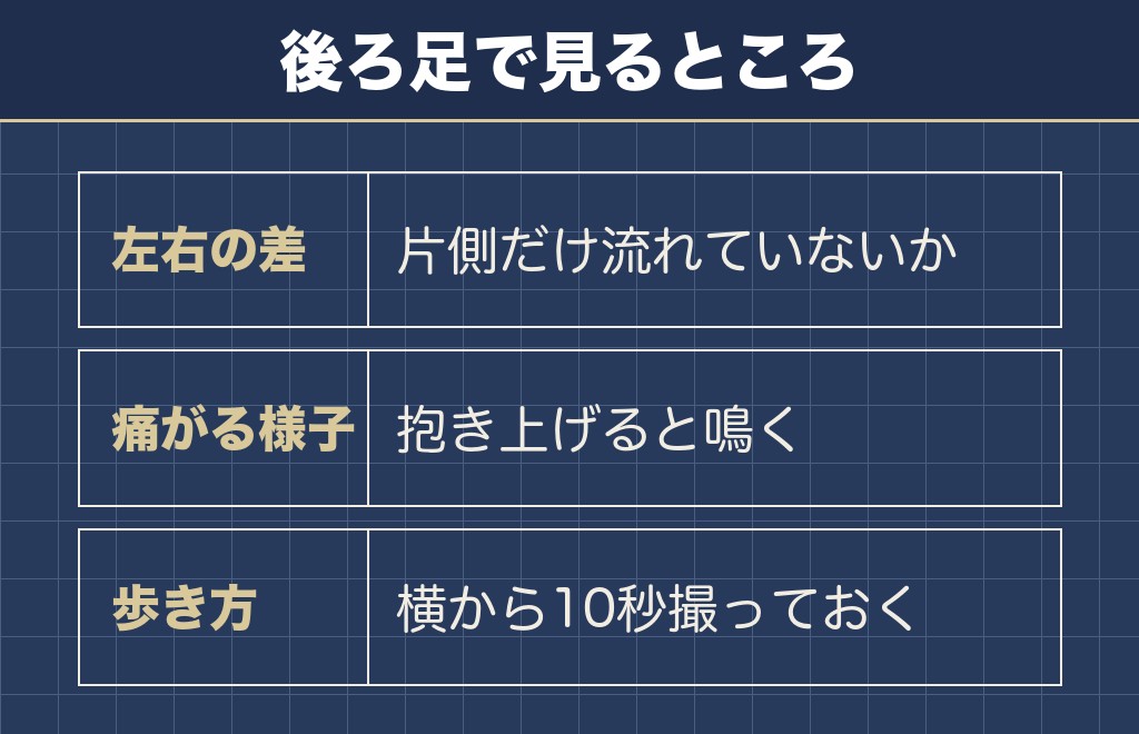 ミニチュアダックスの老衰は後ろ足から目立ってくる
