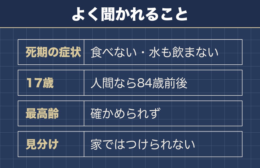 ミニチュアダックスフンドの寿命と老衰に関するQ&A