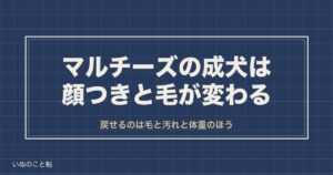 マルチーズの成犬は可愛くない？顔つきの変化と大きさの目安も