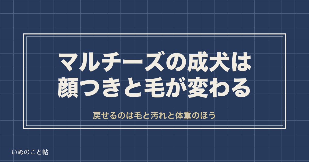マルチーズの成犬は可愛くない?顔つきの変化と大きさの目安も