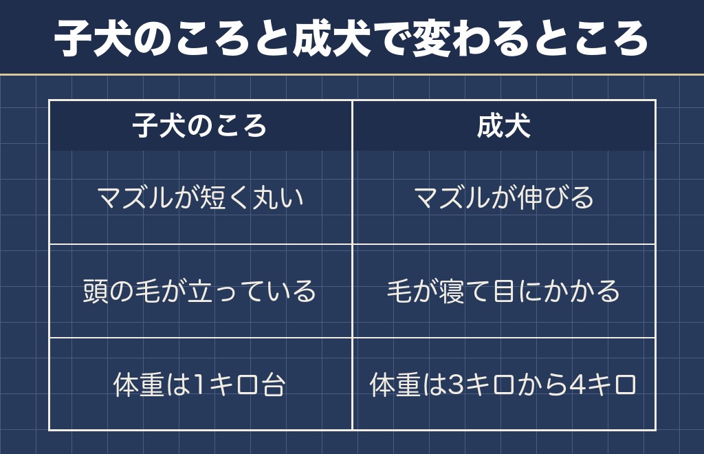 マルチーズの成犬が可愛くないと言われる理由は顔つきと毛の変化