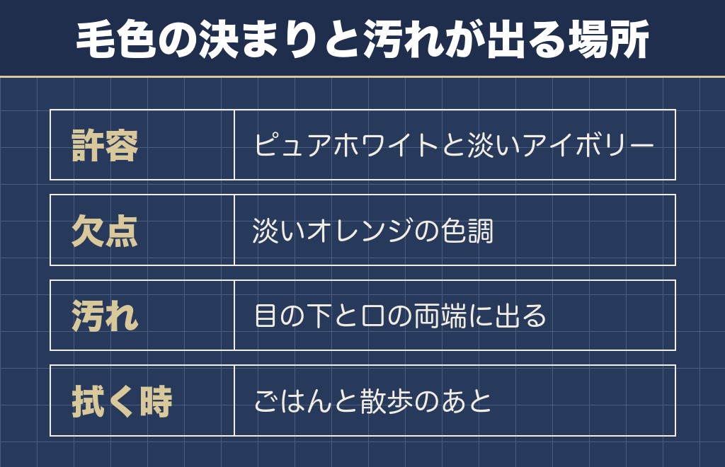 マルチーズの白い毛はカットと拭き取りで印象が変わる