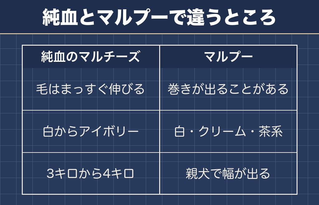 マルチーズとマルプーは成犬の変わり方が違う