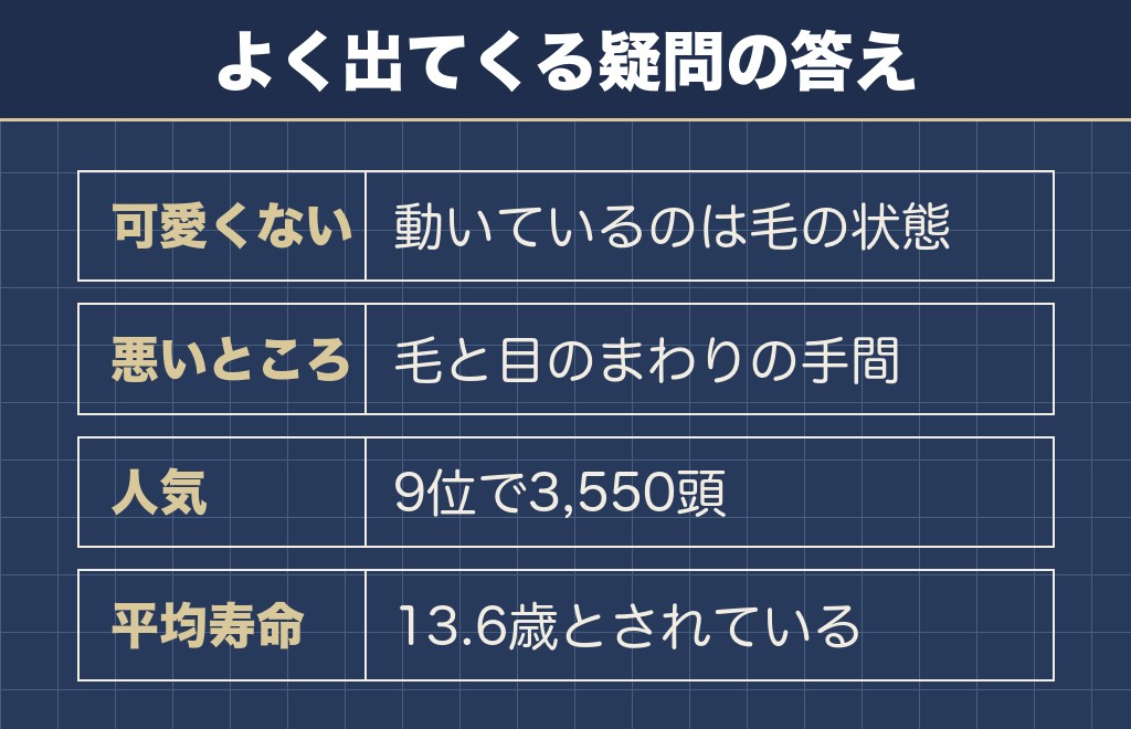 マルチーズの成犬に関するQ&A
