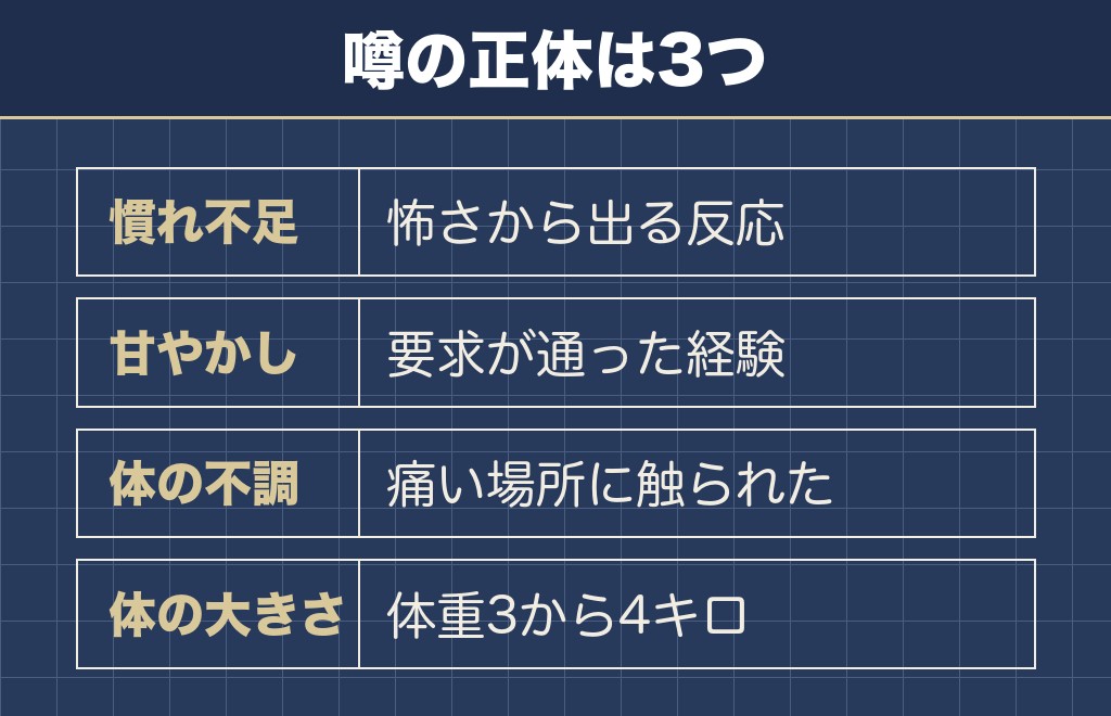 マルチーズが凶暴化するという噂の中身