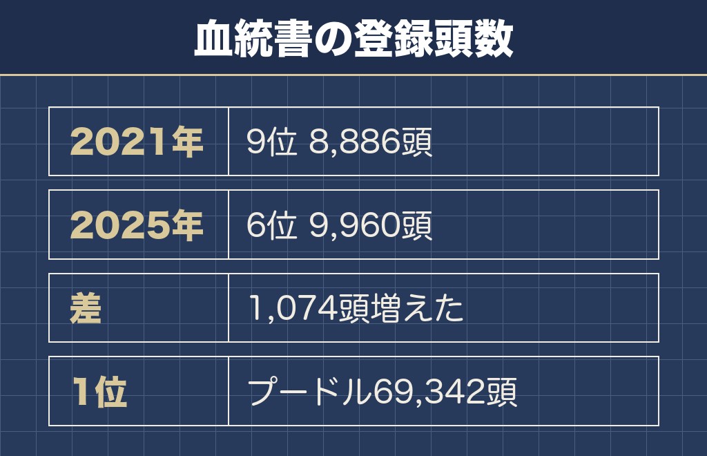 マルチーズの人気は数字の上では低迷していない