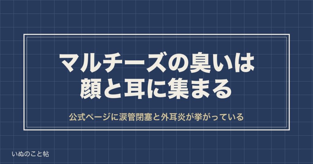 マルチーズの臭いの出どころは顔と耳？後悔する前に見る場所も