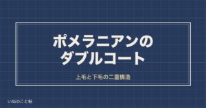 ポメラニアンのダブルコートとは？シングルコートとの違いや毛色も