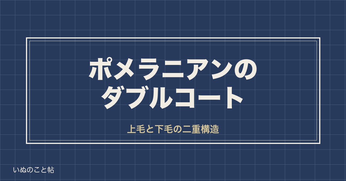 ポメラニアンのダブルコートとは？シングルコートとの違いや毛色も