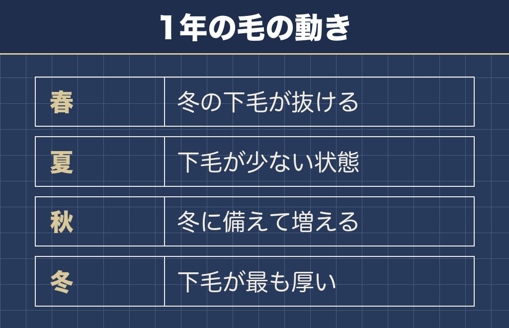 ポメラニアンの換毛期は春と秋の年2回とされる