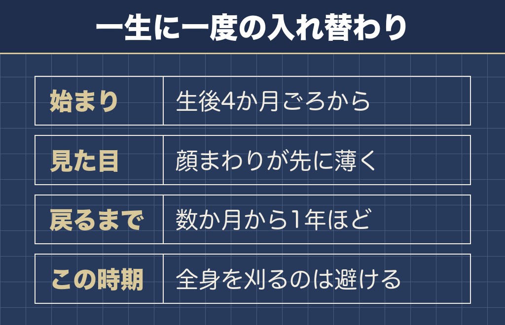 ポメラニアンには子犬から成犬へ毛が入れ替わる猿期がある