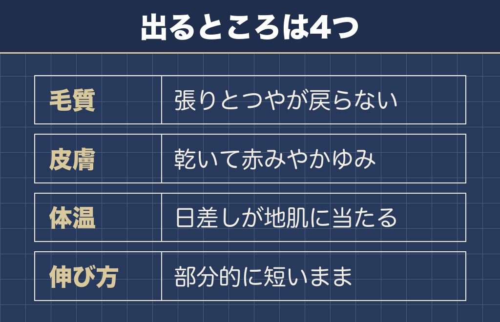 ポメラニアンの柴犬カットのデメリットは毛質と皮膚と体温の3つ