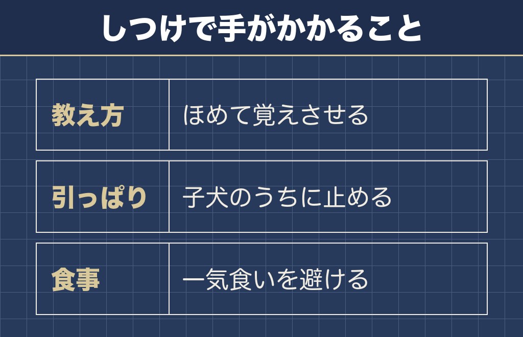 サモエドのしつけで大変なのは力と食事の管理