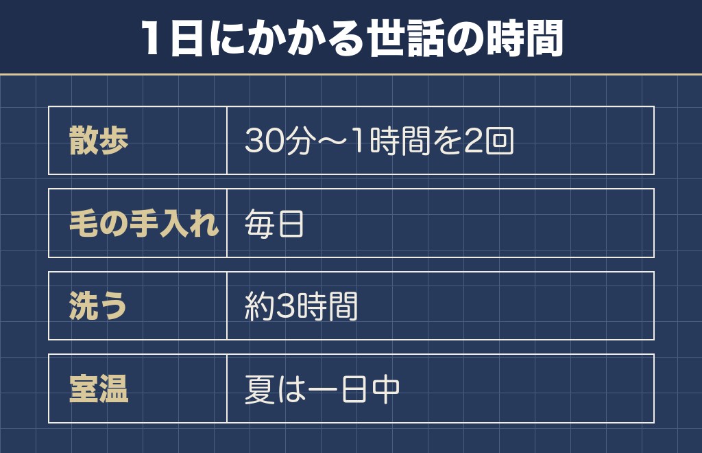 サモエドを飼うには散歩だけで毎日1時間以上かかる