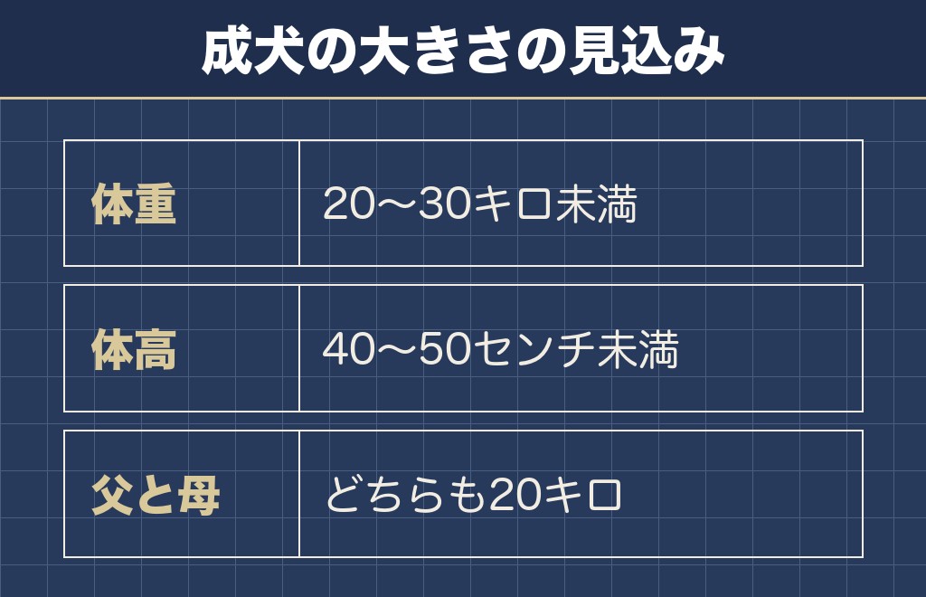 サモエドとハスキーのミックスの大きさは成犬で20キロ台