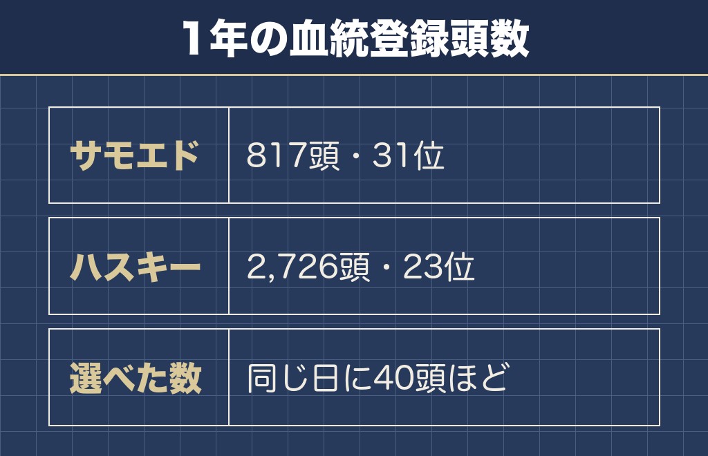 サモエドの値段の相場が下がりにくいのは年間817頭だから