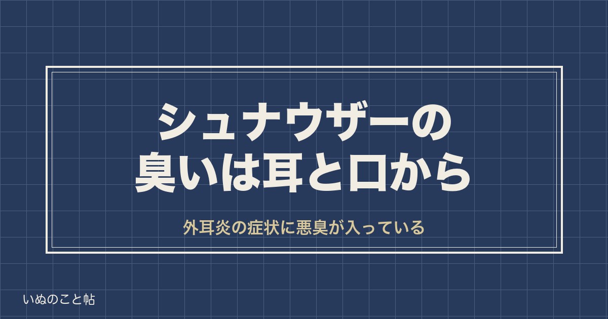 ミニチュアシュナウザーの臭いは耳と口から？毛質や抜け毛も