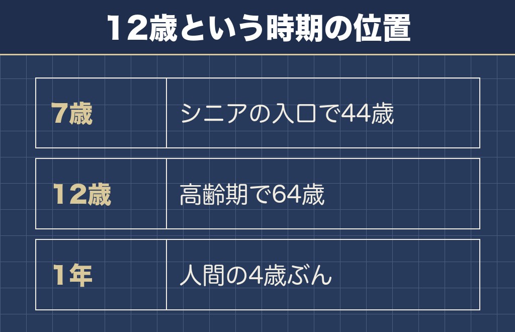 柴犬の12歳は人間の64歳で高齢期に入っている